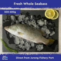 Freshly Frozen Whole Seabass (500-600g)