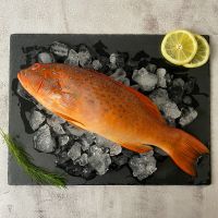 Fresh Whole Red Grouper / 新鲜红斑鱼 (500-600gram per fish)